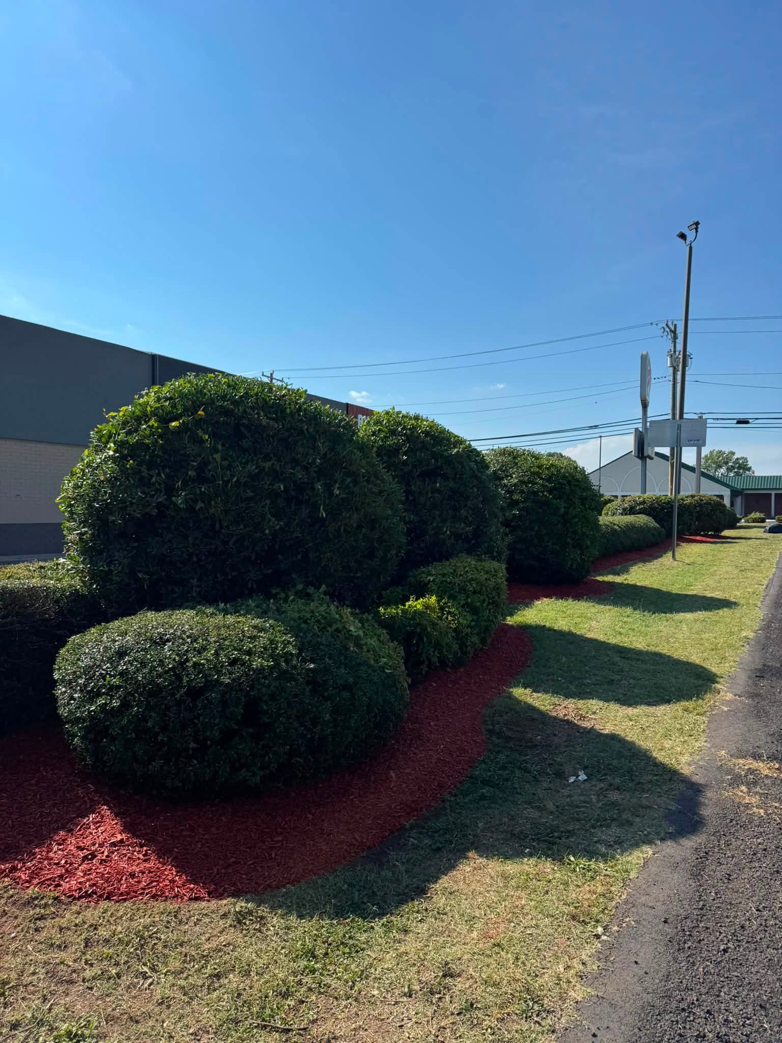 Trimmed commercial hedge line along a roadside, after