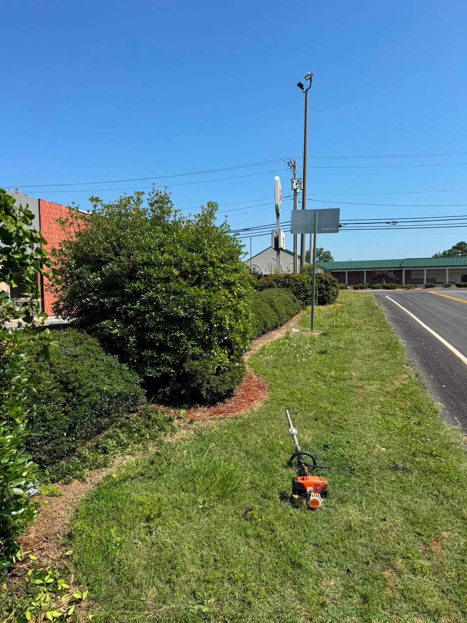 Overgrown commercial hedge line along a roadside, before